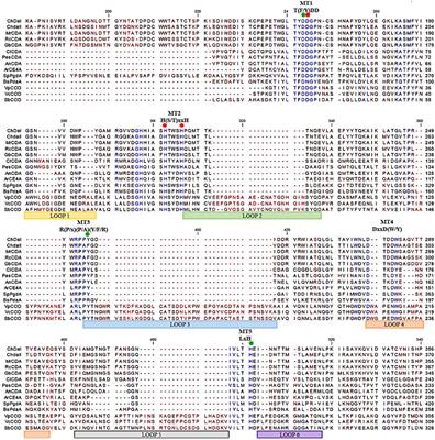 Polycistronic Expression System for Pichia pastoris Composed of Chitino- and Chitosanolytic Enzymes